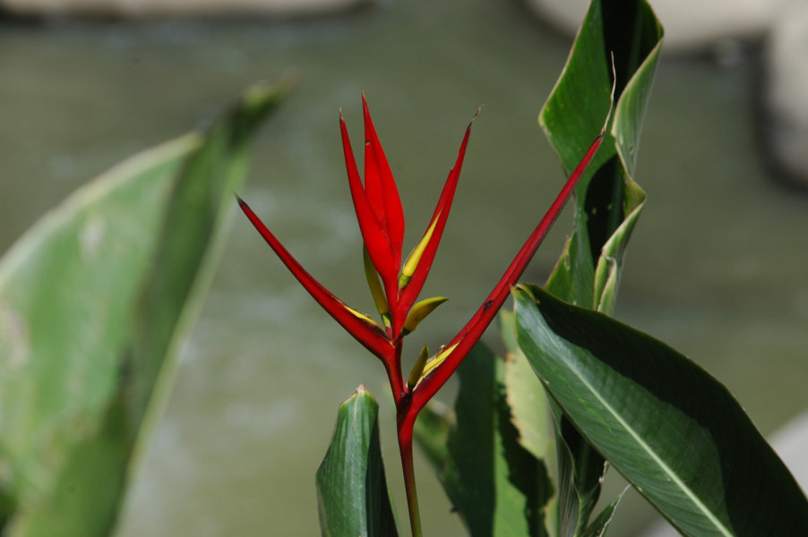 Flor del Paraiso - Aguas Calientes - Perú